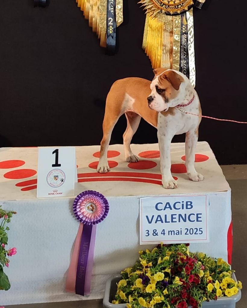 Exposition canine international Valence-Lac ( 26 )